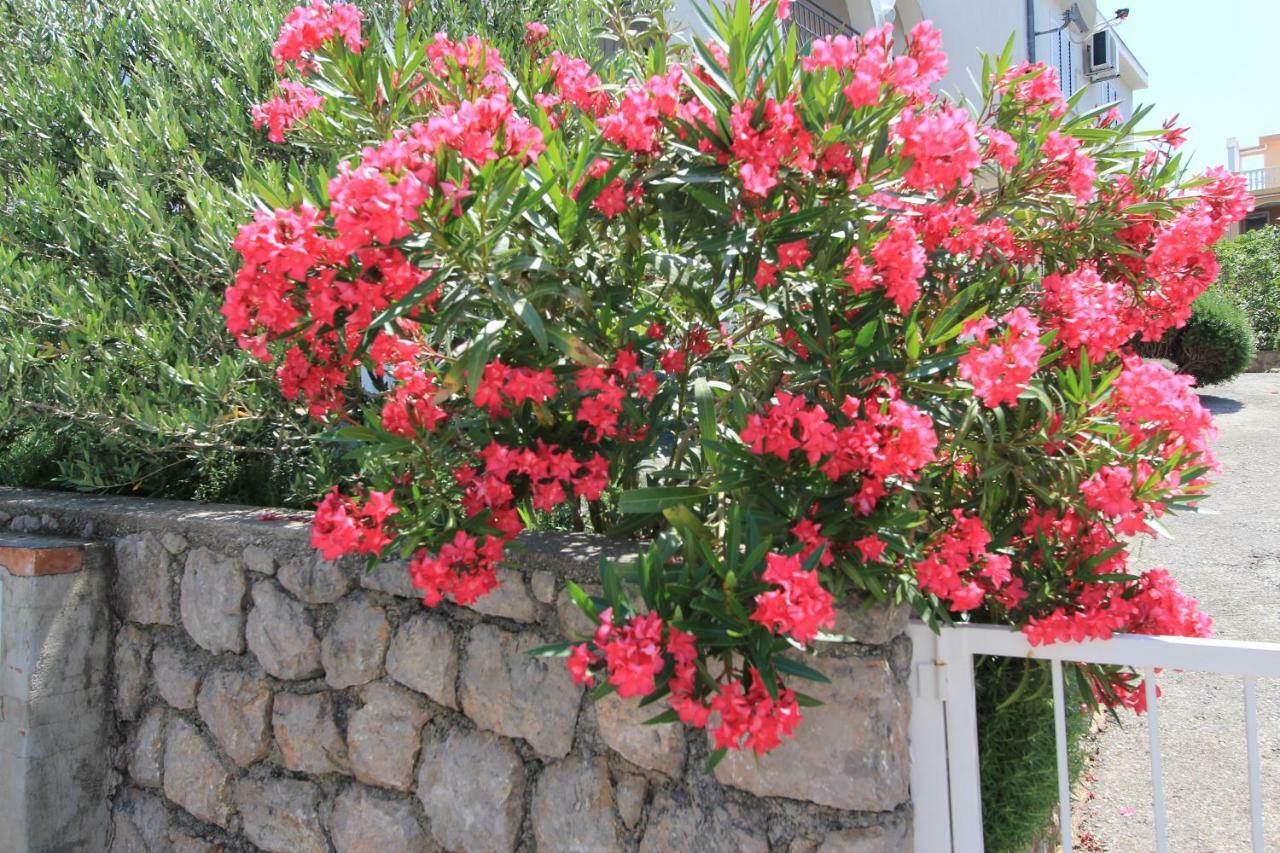 Apartma Mihaela - Ana Cesarica